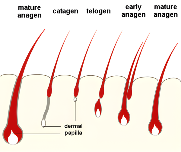 Androgenetic Alopecia: Hair Cycle Changes in Men and Women